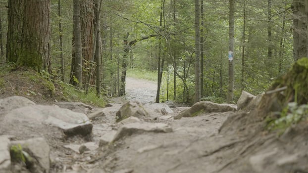 Mountain road and the forest. Rocky road in the woods photo