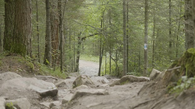 Mountain road and the forest. Rocky road in the woods photo