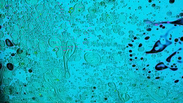 Close up of tiny bacteria under the microscope, scientific background. Stock footage. Infection, medicine, and biology concept, microorganisms and microbes on blue liquid background. photo