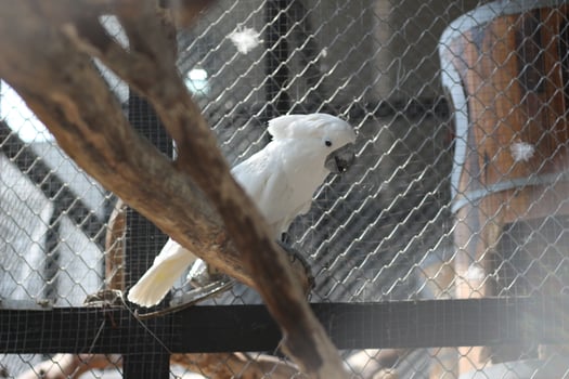 close up of the Tanimbar bird Corella or Cacatua Goffiniana photo