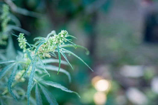 Close-up of cannabis plant growing from the soil. Hemp green leaves for medical photo