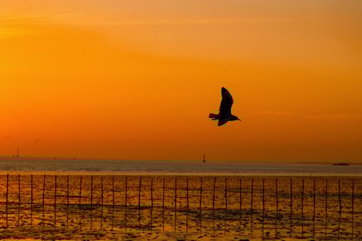 Sunset sky on twilight in the sea Evening with Orange Gold Sunset Nature Sky Background, Horizon Golden Sky, beautiful clouds, Dusk sky photo