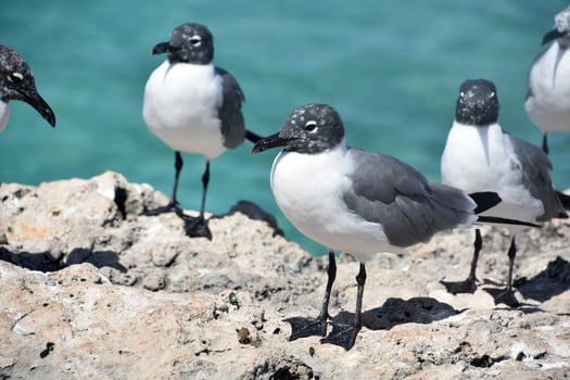 Laughing Gulls in the Tropics on a Rock photo