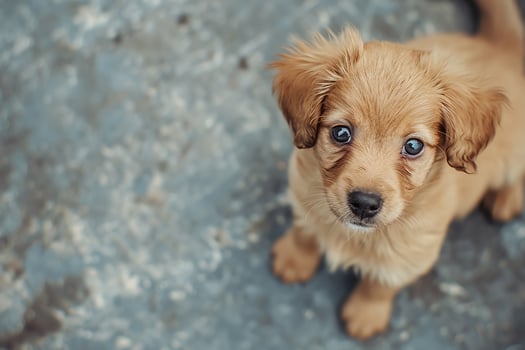 AI generated Photography of a cute dog, National puppy day concept photo