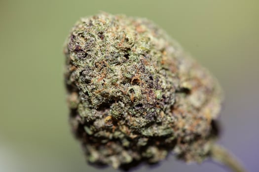 Cannabis legalization in deutschland wann ist kiffen legal cannabis bud super lemon haze skunk medical grass rauchen ohne ende macro background high quality focus stack fifty megapixels photo