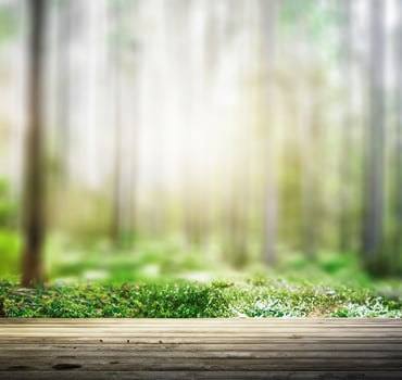 Wild forest panorama photo
