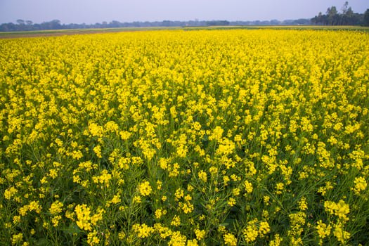 Beautiful Floral Landscape View of Rapeseed  in a field with blue sky in the countryside of Bangladesh photo