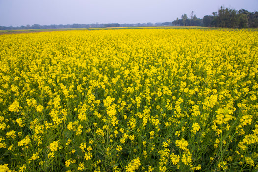 Beautiful Floral Landscape View of Rapeseed  in a field with blue sky in the countryside of Bangladesh photo