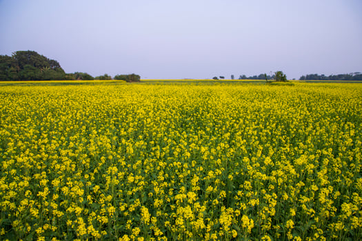 Beautiful Floral Landscape View of Rapeseed  in a field with blue sky in the countryside of Bangladesh photo