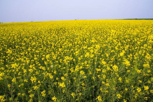 Beautiful Floral Landscape View of Rapeseed  in a field with blue sky in the countryside of Bangladesh photo