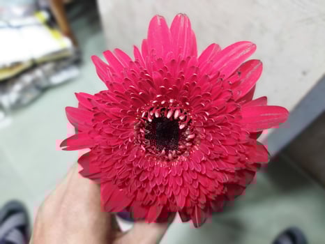 a person holding a red flower in their hand photo
