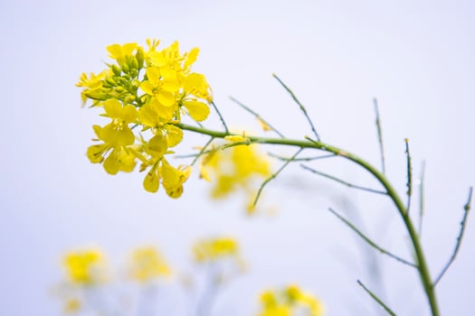 Close-up Focus A Beautiful  Blooming  Yellow rapeseed flower with Blue sky  Blurry Background photo