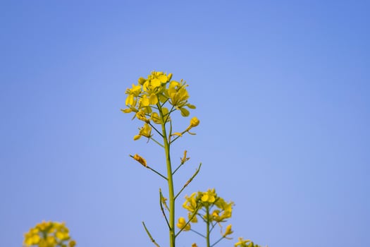 Close-up Focus A Beautiful  Blooming  Yellow rapeseed flower with Blue sky  Blurry Background photo