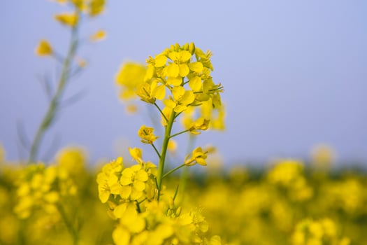 Close-up Focus A Beautiful  Blooming  Yellow rapeseed flower with Blue sky  Blurry Background photo