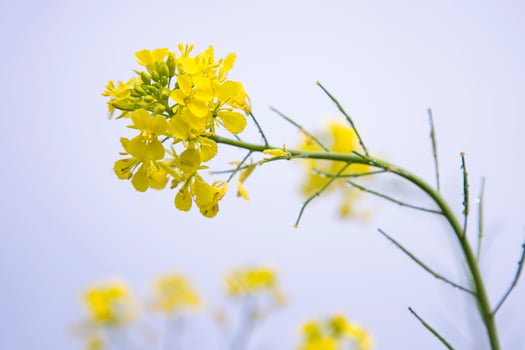 Close-up Focus A Beautiful  Blooming  Yellow rapeseed flower with Blue sky  Blurry Background photo