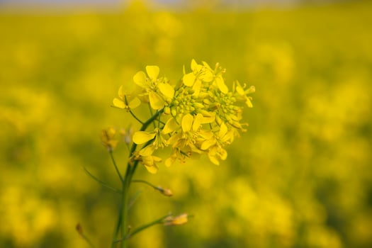 Close-up Focus A Beautiful  Blooming  Yellow rapeseed flower with blurry background photo