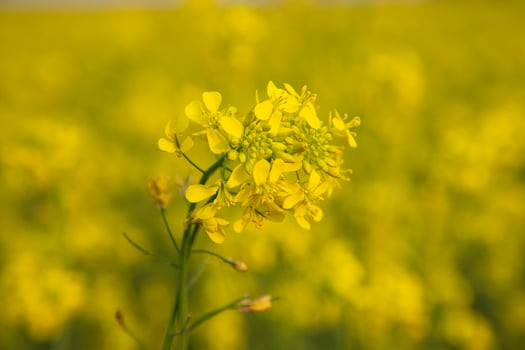Close-up Focus A Beautiful  Blooming  Yellow rapeseed flower with blurry background photo