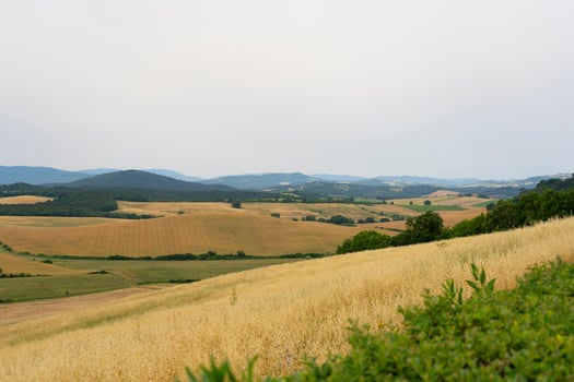 a field of grass photo