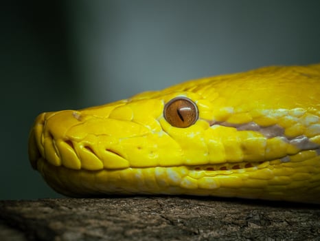 Golden yellow Python the snake photo