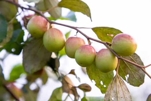 Red jujube fruits or apple kul boroi on a branch in the garden. Selective Focus with Shallow depth of field photo