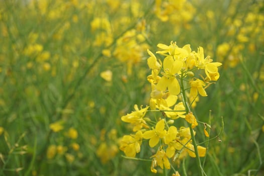 Mustard Flower In Bangladesh photo