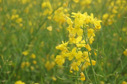 Mustard Flower In Bangladesh photo