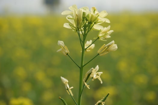 Mustard Flower In Bangladesh photo