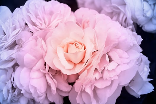 Gently white-beige rose close-up. Beautiful floral background. Valentine's day and holidays. Love photo