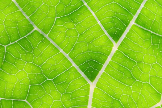 Unveiling Nature's Splendor in Every Delicate Vein, a Kaleidoscope of Beauty Adorns this Close-Up Elegance, where Greenery Becomes an Intricate Tapestry of Life photo