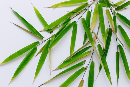 Embracing the Allure of Beautiful Bamboo Leaves, where Graceful Green Blades Dance in Harmonious Symphony, Creating a Tranquil Oasis of Nature's Poise and Timeless Beauty photo
