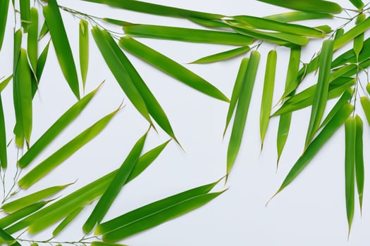 Embracing the Allure of Beautiful Bamboo Leaves, where Graceful Green Blades Dance in Harmonious Symphony, Creating a Tranquil Oasis of Nature's Poise and Timeless Beauty photo