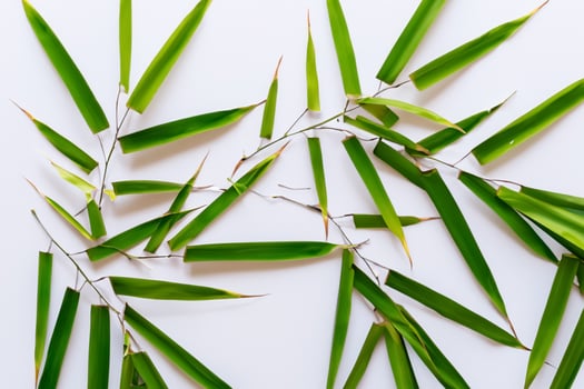 Embracing the Allure of Beautiful Bamboo Leaves, where Graceful Green Blades Dance in Harmonious Symphony, Creating a Tranquil Oasis of Nature's Poise and Timeless Beauty photo