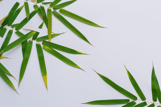 Embracing the Allure of Beautiful Bamboo Leaves, where Graceful Green Blades Dance in Harmonious Symphony, Creating a Tranquil Oasis of Nature's Poise and Timeless Beauty photo