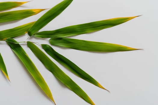 Embracing the Allure of Beautiful Bamboo Leaves, where Graceful Green Blades Dance in Harmonious Symphony, Creating a Tranquil Oasis of Nature's Poise and Timeless Beauty photo
