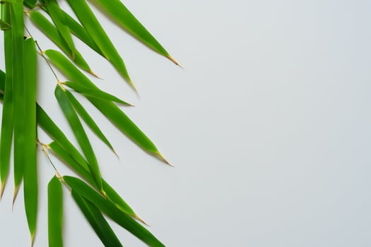 Embracing the Allure of Beautiful Bamboo Leaves, where Graceful Green Blades Dance in Harmonious Symphony, Creating a Tranquil Oasis of Nature's Poise and Timeless Beauty photo