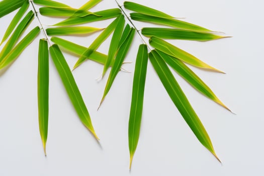 Embracing the Allure of Beautiful Bamboo Leaves, where Graceful Green Blades Dance in Harmonious Symphony, Creating a Tranquil Oasis of Nature's Poise and Timeless Beauty photo