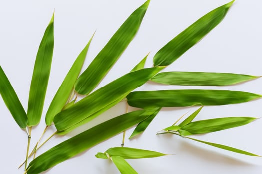 Embracing the Allure of Beautiful Bamboo Leaves, where Graceful Green Blades Dance in Harmonious Symphony, Creating a Tranquil Oasis of Nature's Poise and Timeless Beauty photo