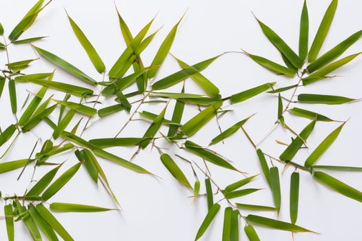 Embracing the Allure of Beautiful Bamboo Leaves, where Graceful Green Blades Dance in Harmonious Symphony, Creating a Tranquil Oasis of Nature's Poise and Timeless Beauty photo