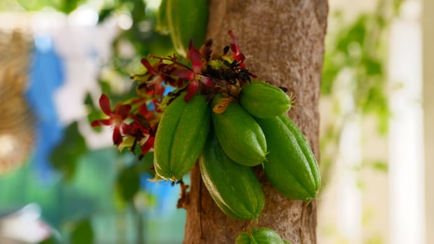 averrhoa bilimbi sour tasting fruit used as a complement to spices photo