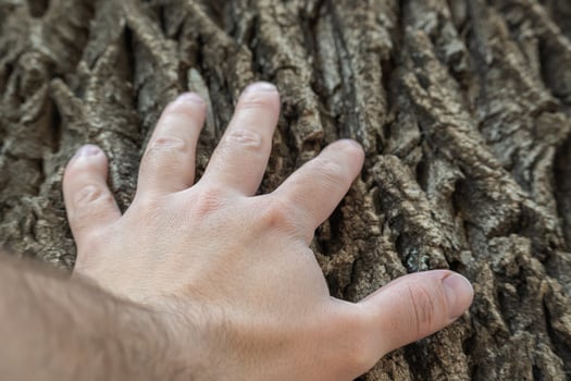 Hand touching the trunk of an old tree. photo