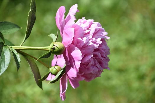 Multiple Buds on a Peony in Bloom photo