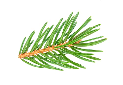 Close-up of Christmas tree branches isolated on white background photo