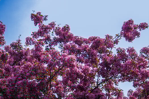 Pink flowers blooming in tree in the spring photo