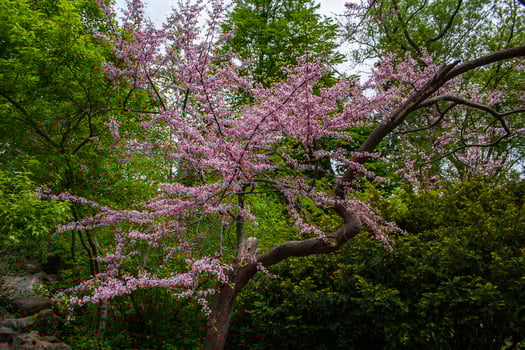 Tree blooming in the spring time photo