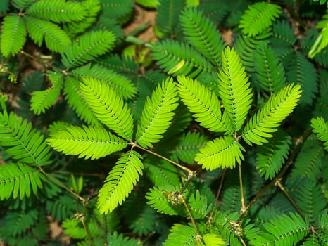 Sensitive plant  background. photo