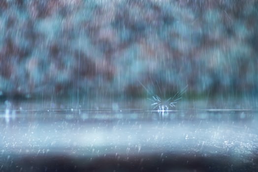 Rain fall on the ground in rains season. photo
