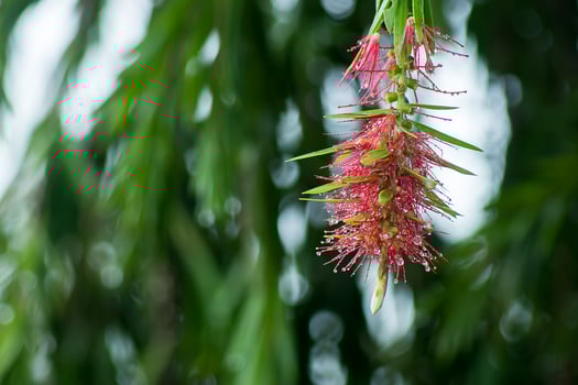 Weeping Bottle Brush tree photo