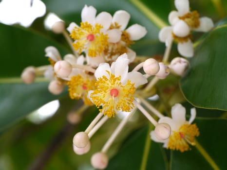 Alexandrian Laurel flower. photo