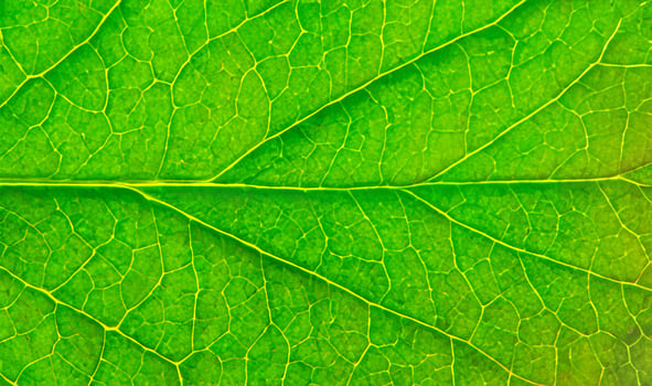 Green leaf texture background. Macro of a green leaf with veins. photo