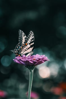 Closeup Photography of butterfly Cute Butterfly photo